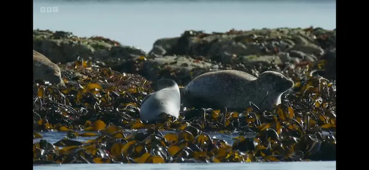 Eastern Atlantic harbour seal (Phoca vitulina vitulina) as shown in Wild Isles - Our Precious Isles